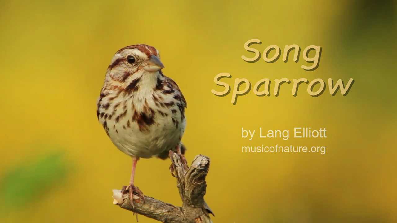 Golden Sparrow